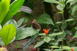 Buntes Geflatter In Jena 4